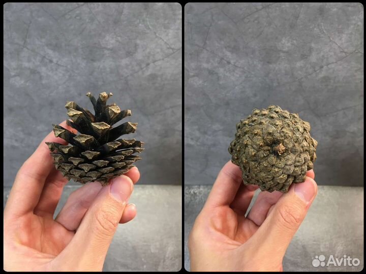 Шишки сосновые еловые лиственничные