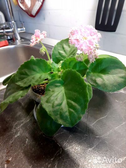 Фиалка цветущая