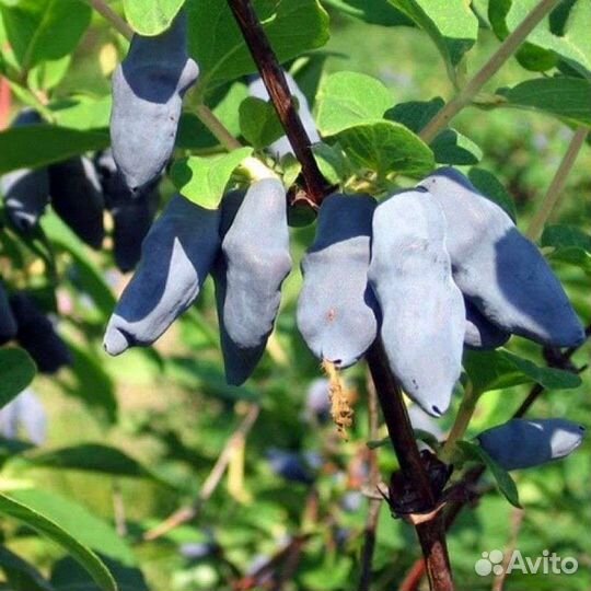 Жимолость Бакчарская саженцы