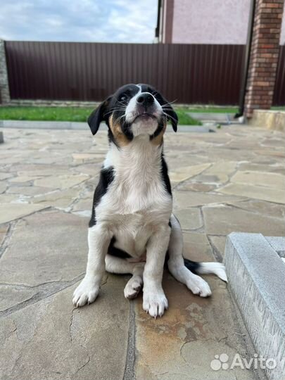 Ищем дом для щенка