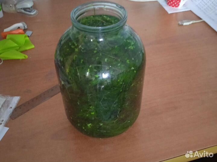 Роголистник