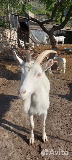 Коза дойная