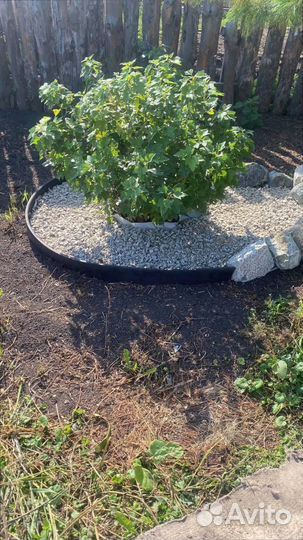 Транспортерная лента бу