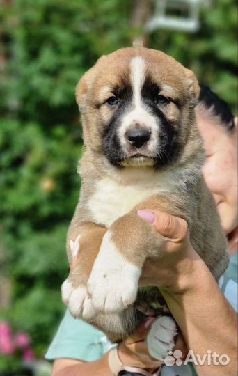 Щенки сао алабай