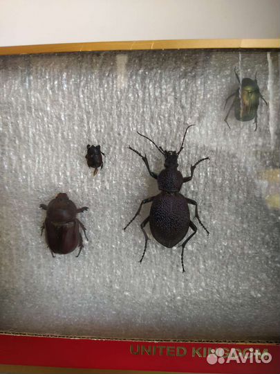 Насекомые Крыма обновление