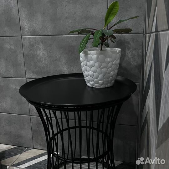 Молочай:беложилковый гребенчатый,обезьянье дерево