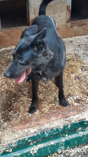 Черный красавец Блэк-отличный пес для семьи