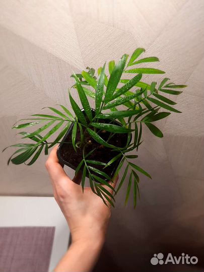 Пальма Хамедорея