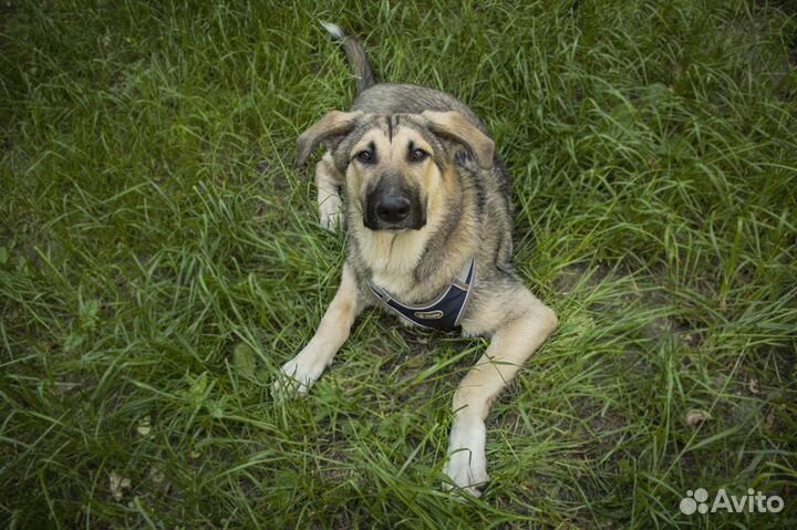 Умнейший щенок метис овчарки Джек в добрые руки
