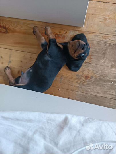 Щенок таксы в добрые руки