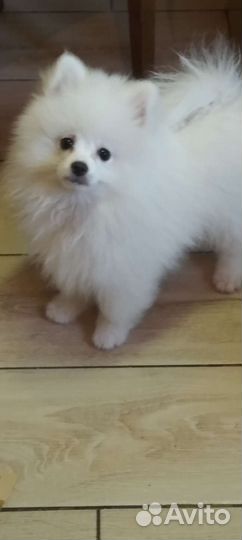Белый померанский шпиц мальчик