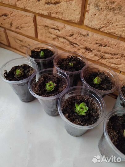 Молодило каменная роза