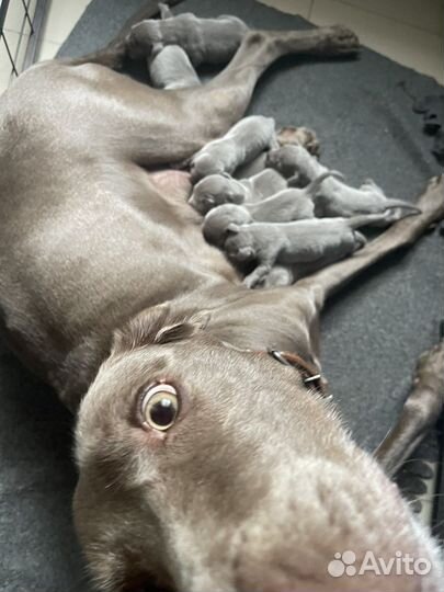 Щенки веймаранера документы РКФ