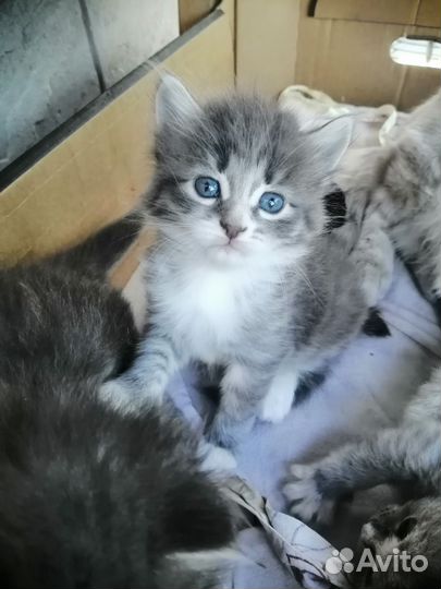 Котята