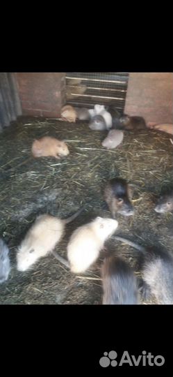 Продаются нутрии