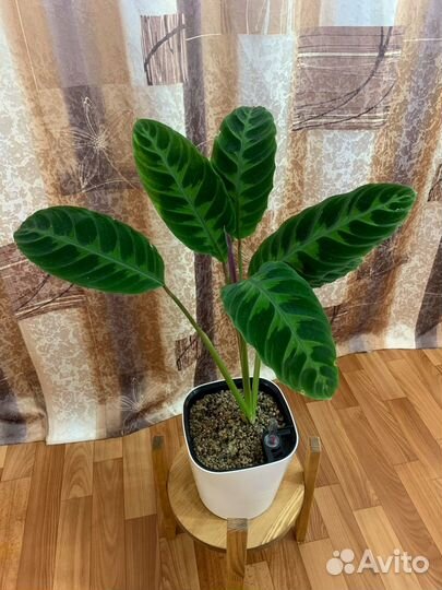 Калатея варшевича