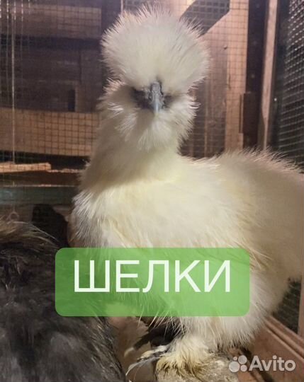 Инкубационное яйцо китайская шелковая