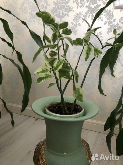 Комнатные растения