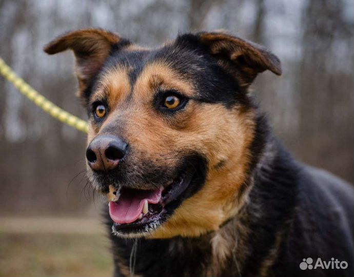 Собака Зита, 4 года, умная и добрая