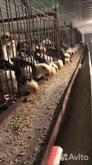 Цыплята подрощенные разных пород