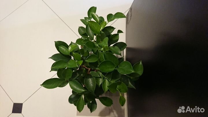 Фикус микрокарпа (Ficus microcarpa)