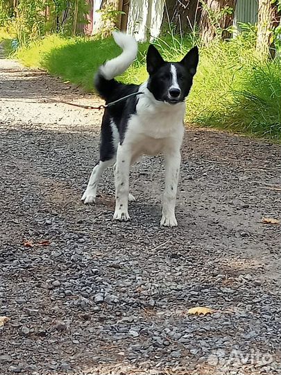 Герда - девочка щенок ищет дом