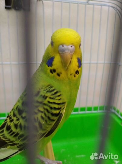 Волнистый попугай