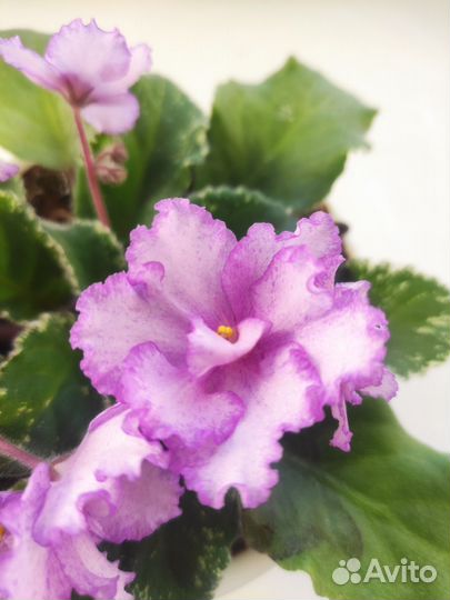 Фиалки пестролистные