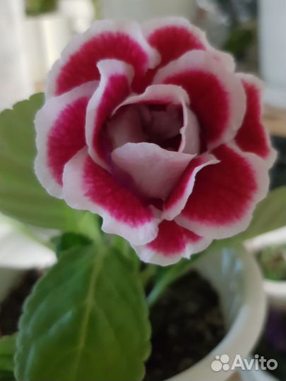 Глоксиния махровая