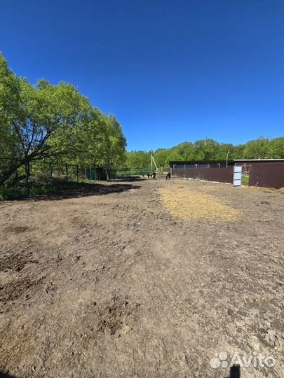 Постой лошадей