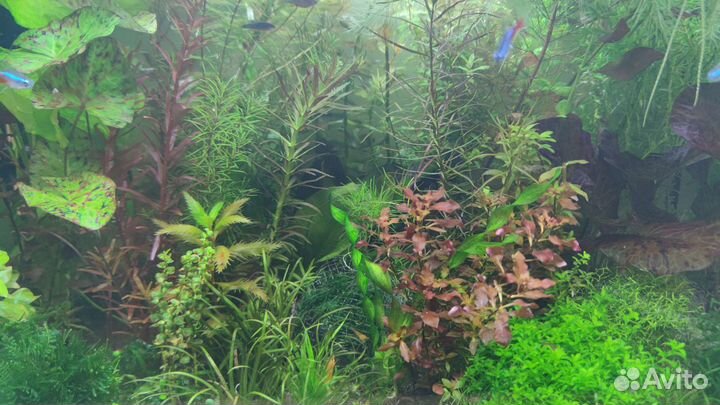 Аквариумные креветки