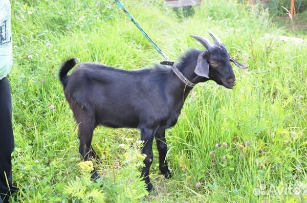 Купить нубийскую козу в новосибирске. Нубийская коза черная. Коза англо нубийский 75%. Альпийско нубийские козы. Нубийские козлята с рожками белые.