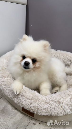 Померанский шпиц вязка кобель