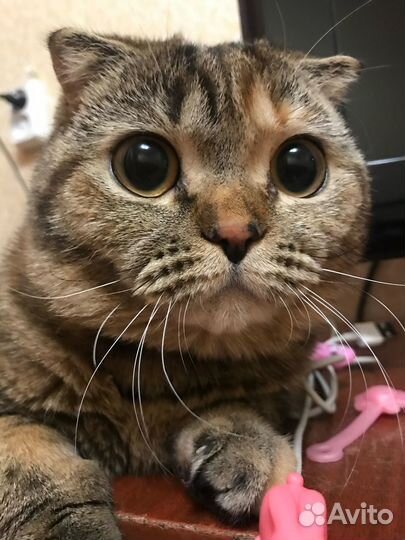 Отдам шотландскую кошку, подробности по телефону