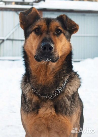 Собачка в добрые ручки