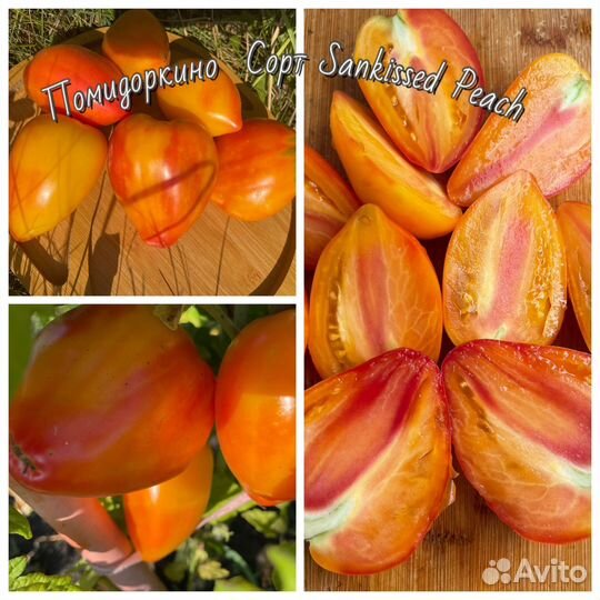 Семена желто-красных томатов