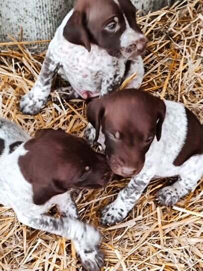 Продам щенков Курцхара