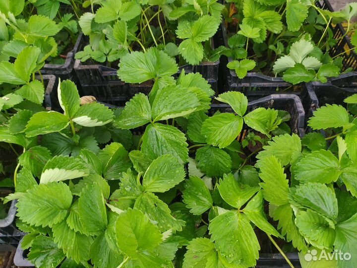 Рассада клубники земляники земклуники