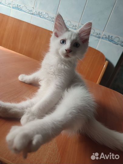 Мальчики породы Мейн-кун