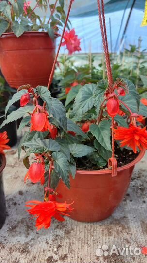 Бегония Беллекония ампельная