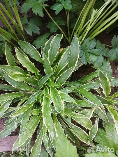 Хоста Стилетто