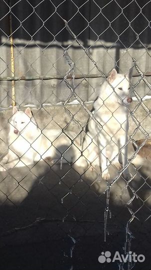 Вязка белая лайка