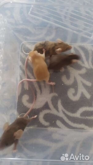 Декоративные мыши разных окрасов