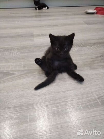 Кошки в добрые руки бесплатно