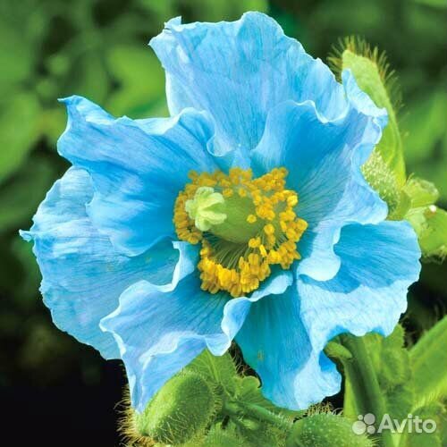 Редкие многолетники для сада