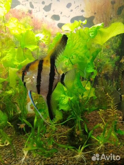 Скалярии манакапуру молодь собственного разведения