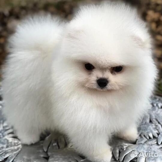 Померанский шпиц медвежьего типа