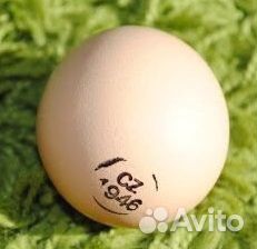 Инкубационное яйцо бройлера