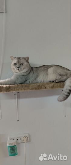 Вязка Шотландский котик и Продажа