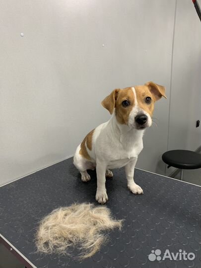 Экспресс линька собак и кошек